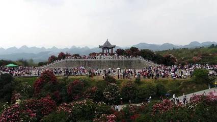 關(guān)于百里杜鵑景區(qū)游客接待量已達(dá)飽和的緊急通知與游覽管理措施